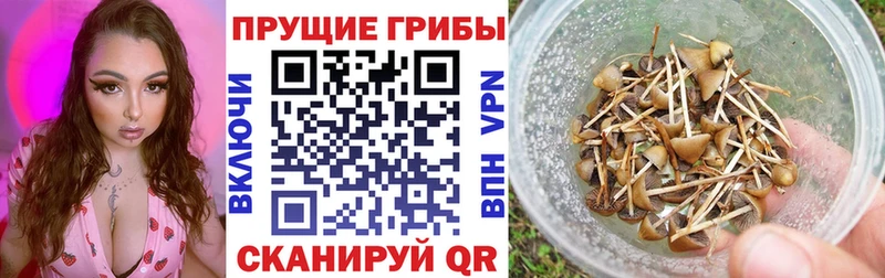 Галлюциногенные грибы мухоморы  даркнет сайт  Острогожск 